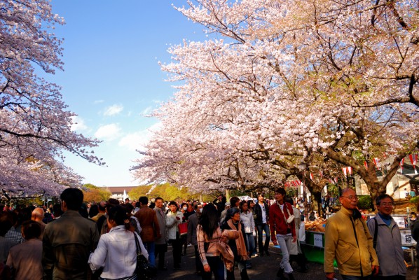 Exotic East in Bloom - Asian Flower Festivals